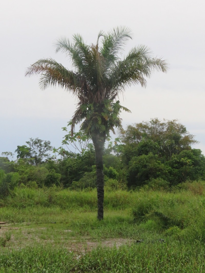 Astrocaryum tucuma photo 2
