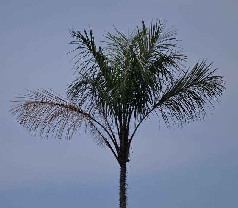 Astrocaryum tucuma photo 3