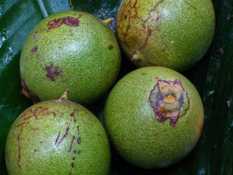 Astrocaryum tucuma photo 4