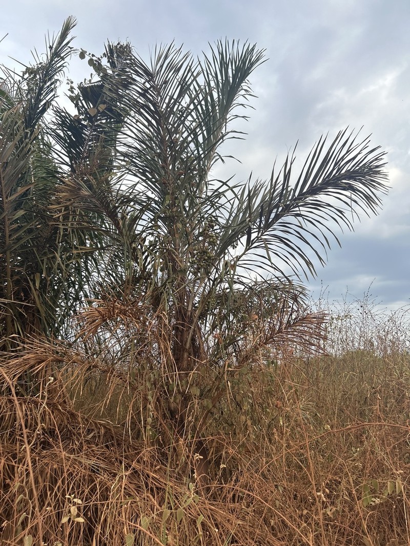 Astrocaryum tucuma photo 5