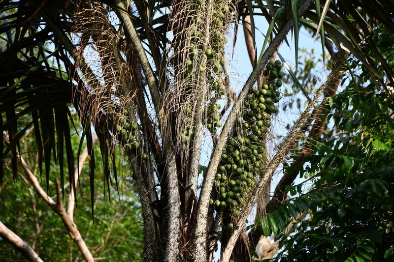 Astrocaryum tucuma photo 7