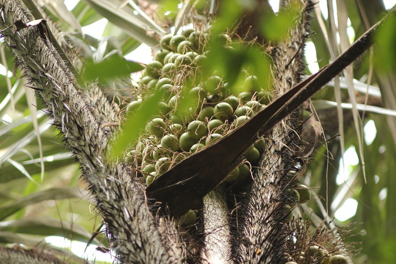 Astrocaryum tucuma photo 8