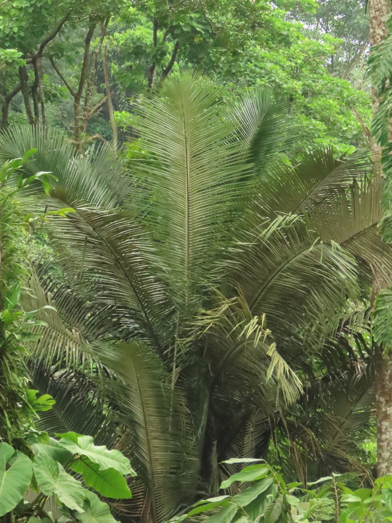 Astrocaryum urostachys photo 2