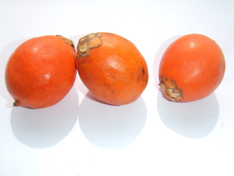 Astrocaryum vulgare