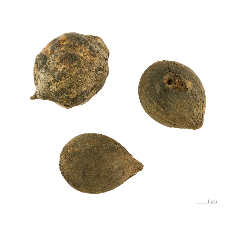 Astrocaryum vulgare photo 2