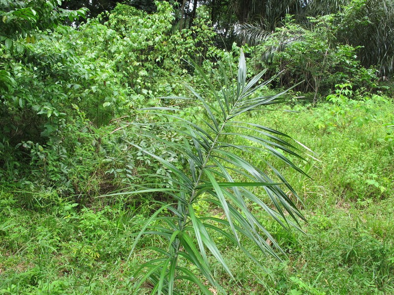 Astrocaryum vulgare photo 3