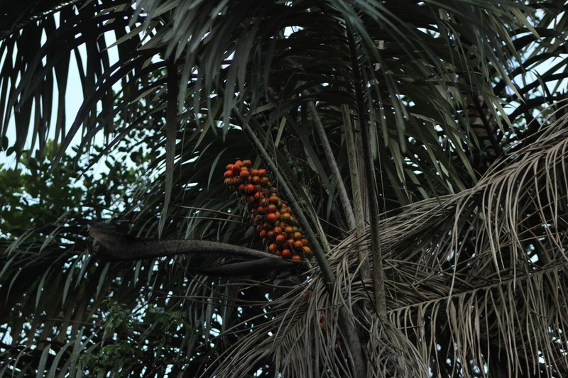 Astrocaryum vulgare photo 4
