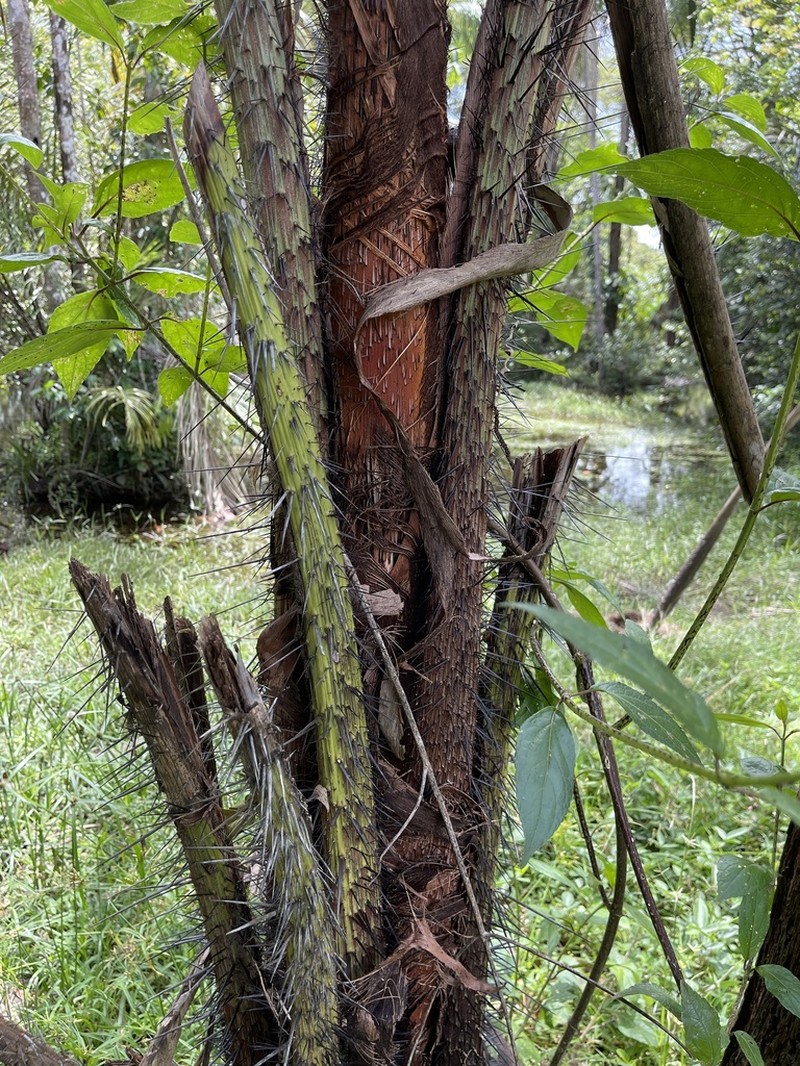Astrocaryum vulgare photo 5