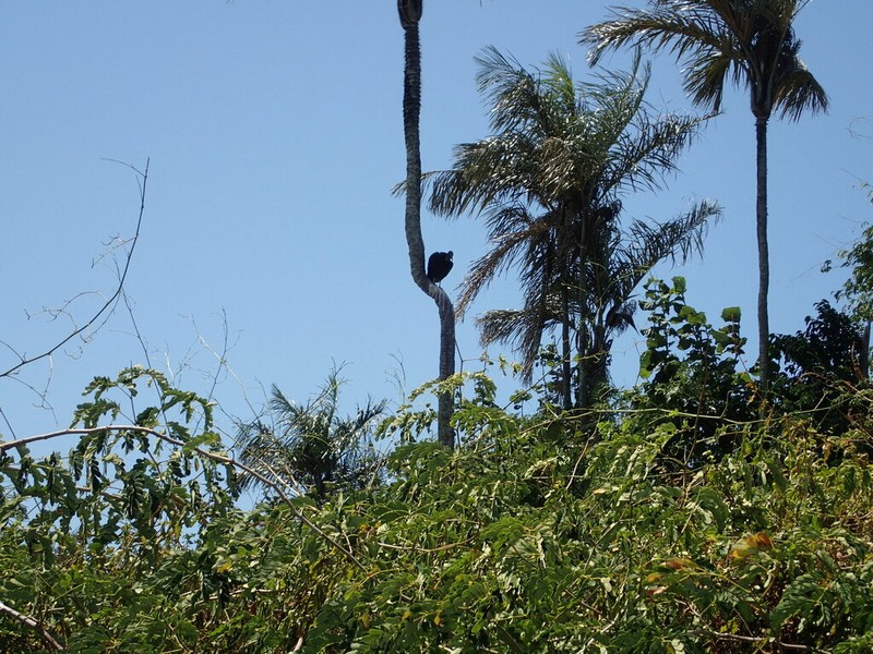 Astrocaryum vulgare photo 6