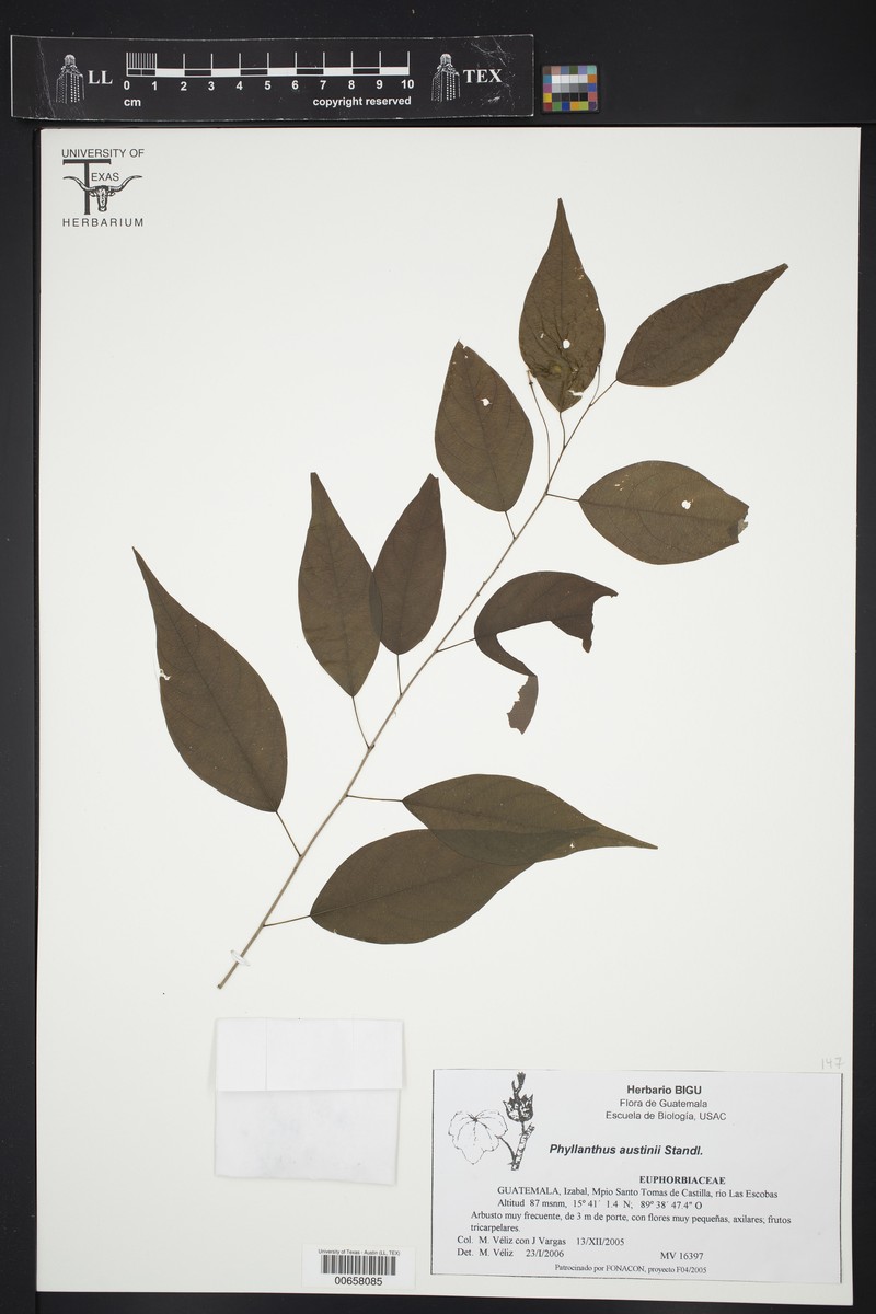 Astrocasia austinii