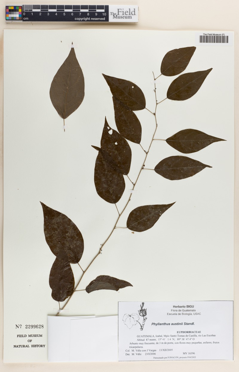 Astrocasia austinii photo 2