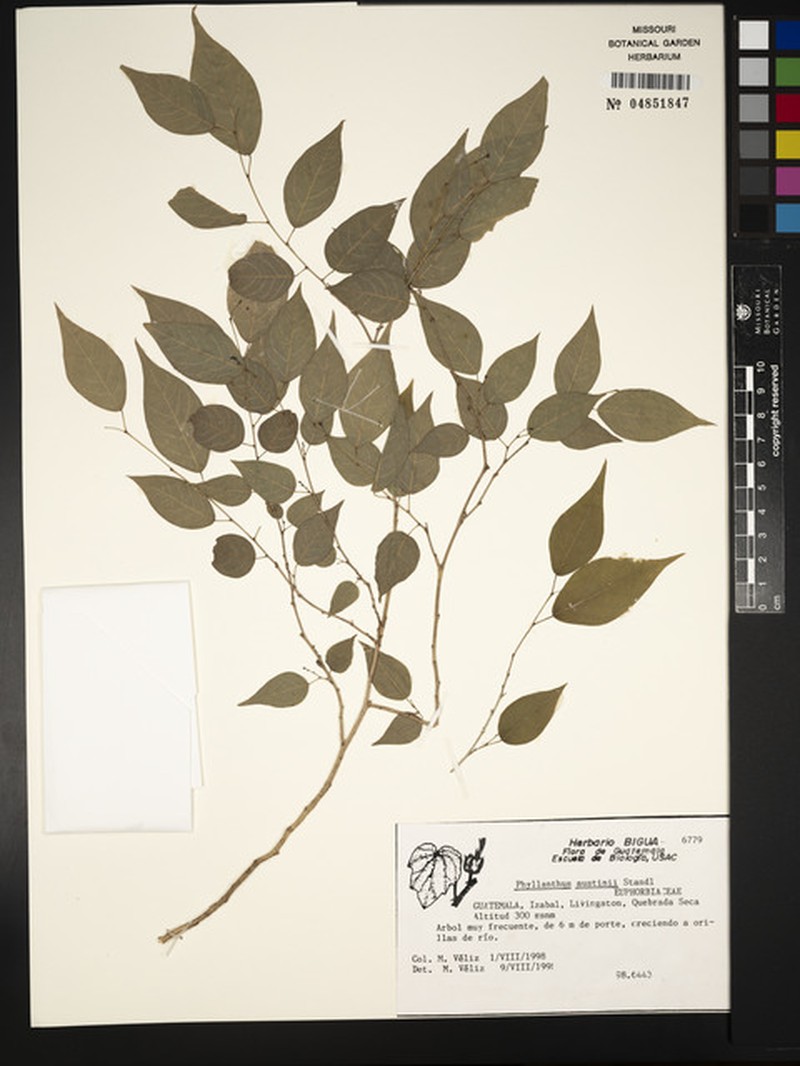 Astrocasia austinii photo 3