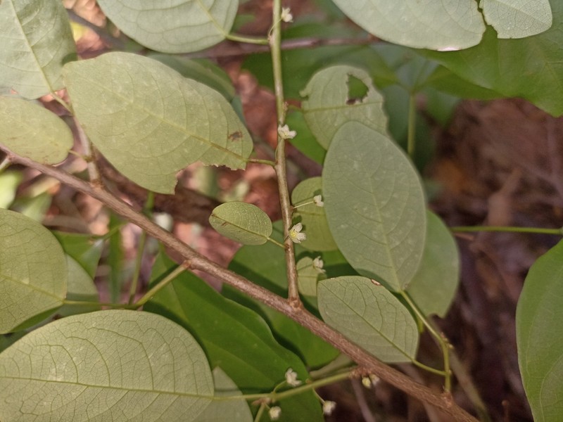 Astrocasia jacobinensis