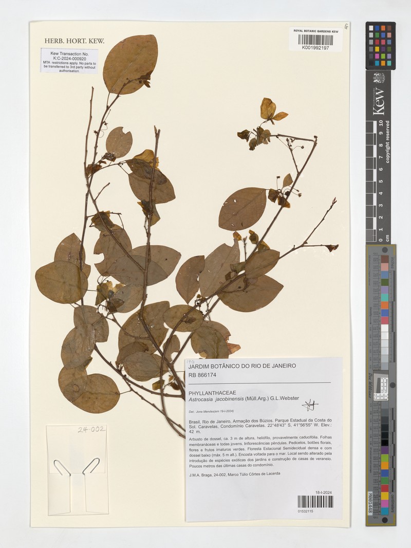 Astrocasia jacobinensis photo 2