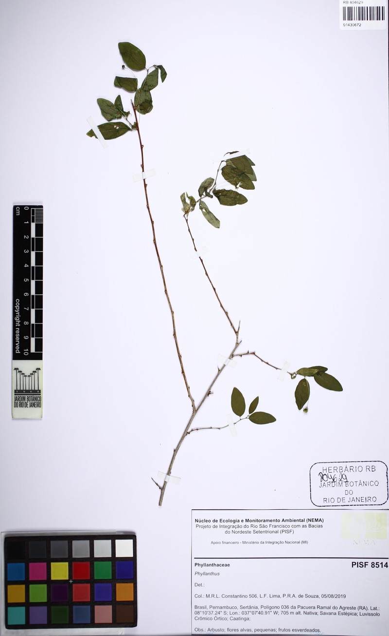 Astrocasia jacobinensis photo 3
