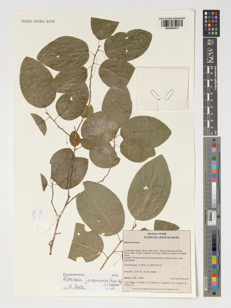 Astrocasia jacobinensis photo 4