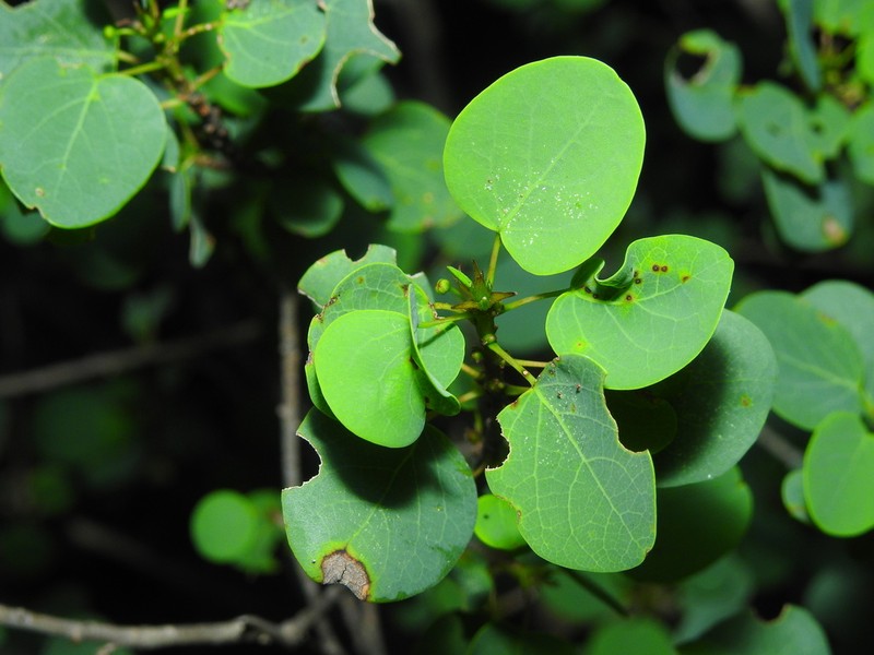 Astrocasia neurocarpa