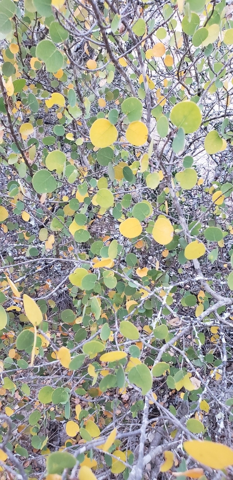Astrocasia neurocarpa photo 2