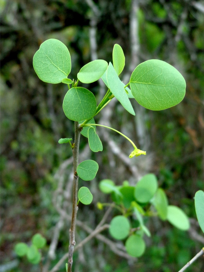 Astrocasia neurocarpa photo 3