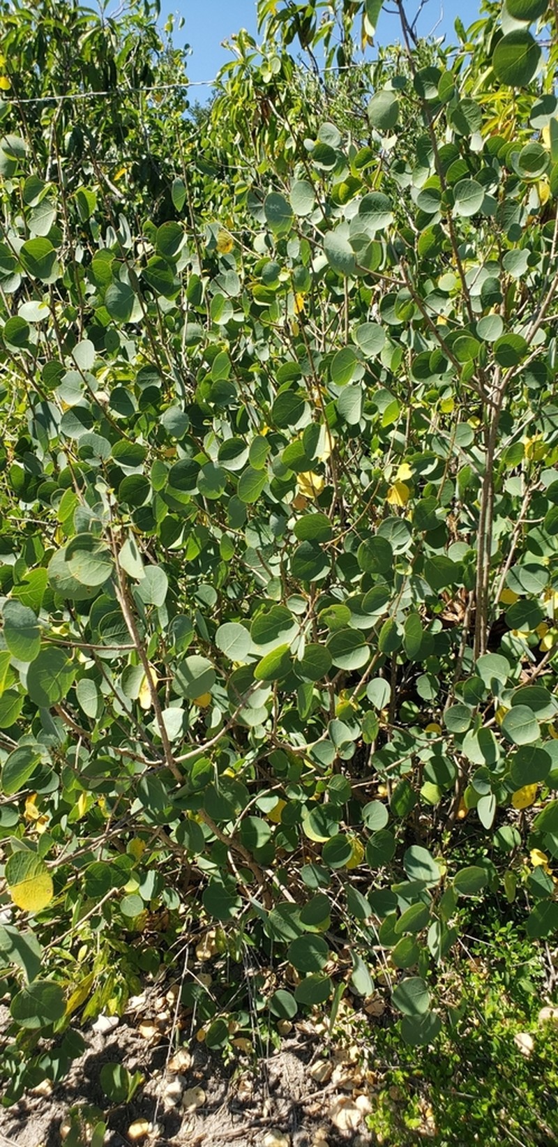Astrocasia neurocarpa photo 5