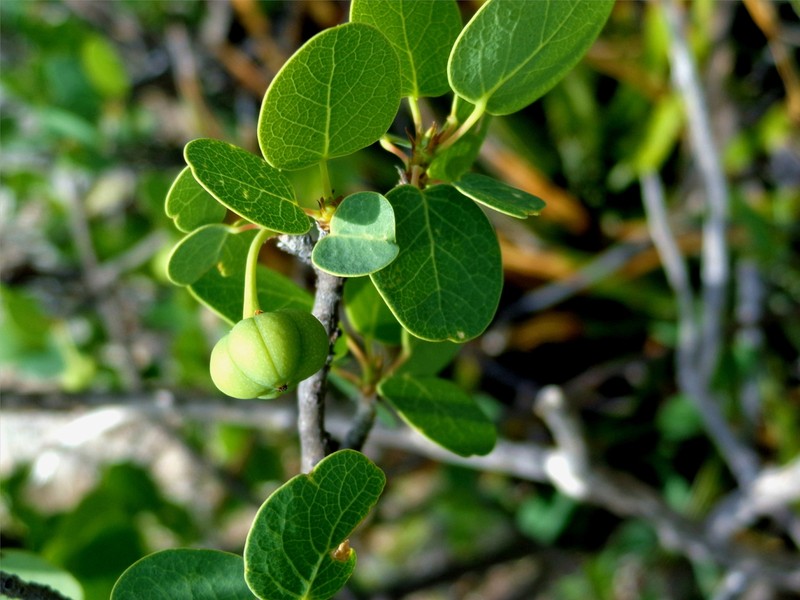 Astrocasia neurocarpa photo 6