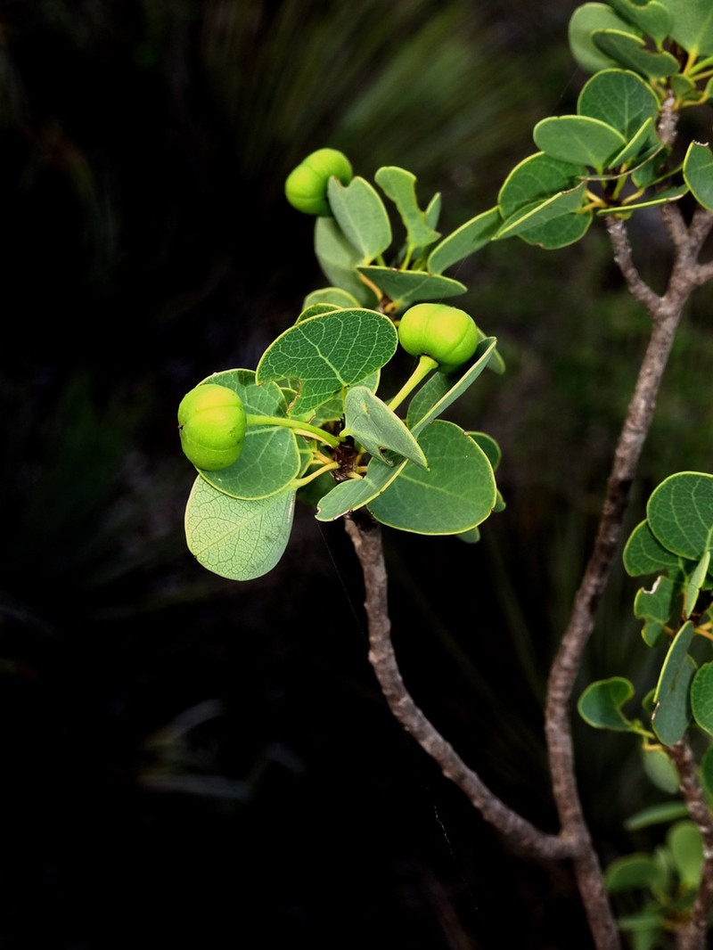 Astrocasia neurocarpa photo 7