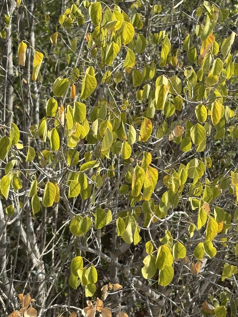 Astrocasia neurocarpa photo 8
