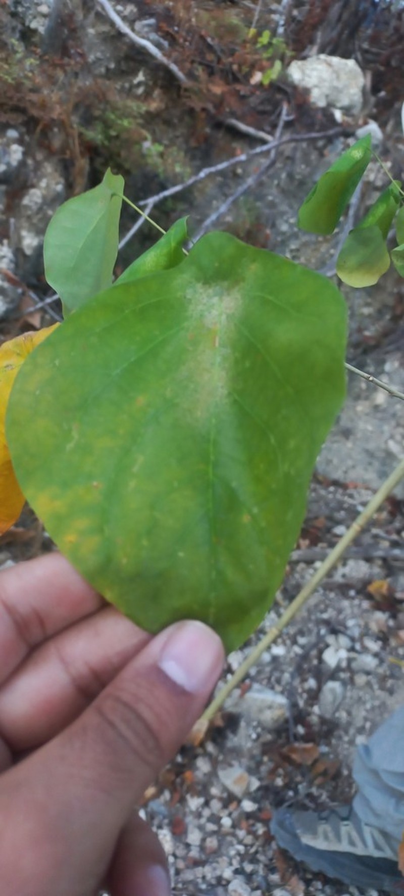 Astrocasia peltata