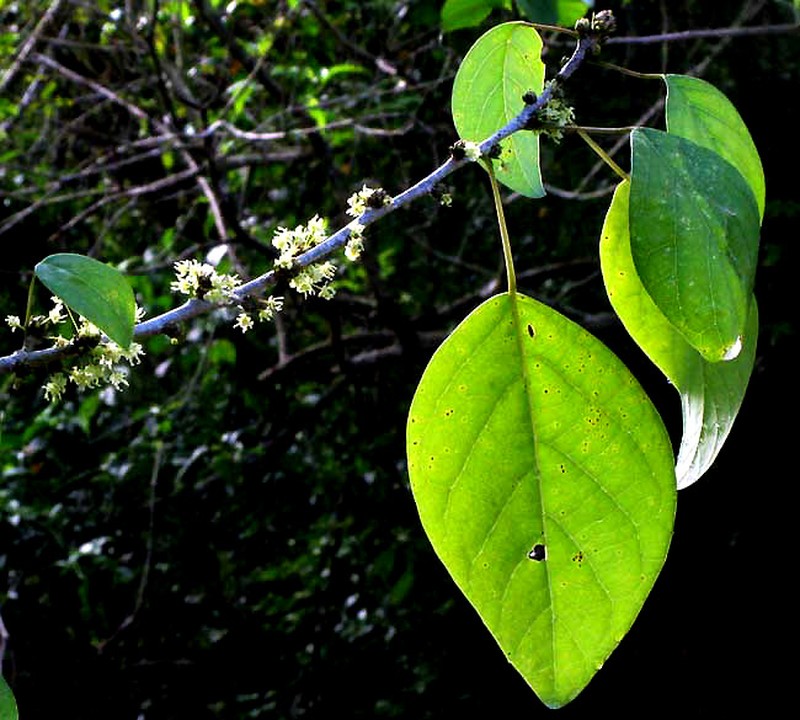 Astrocasia tremula