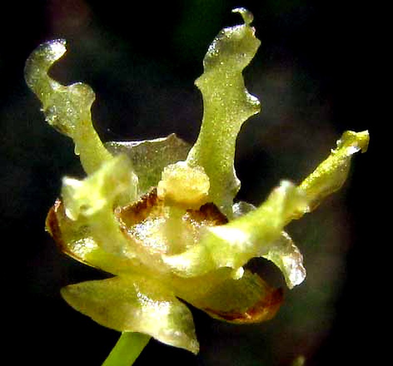 Astrocasia tremula photo 2