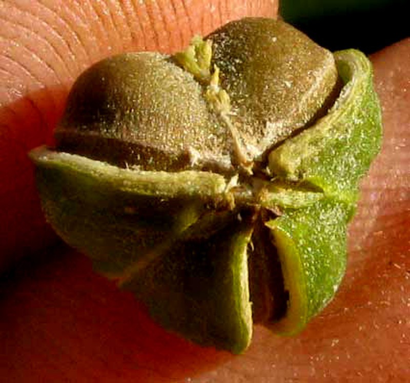 Astrocasia tremula photo 4