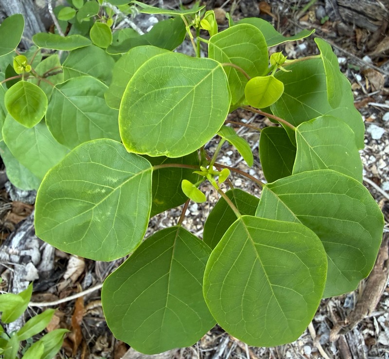 Astrocasia tremula photo 5