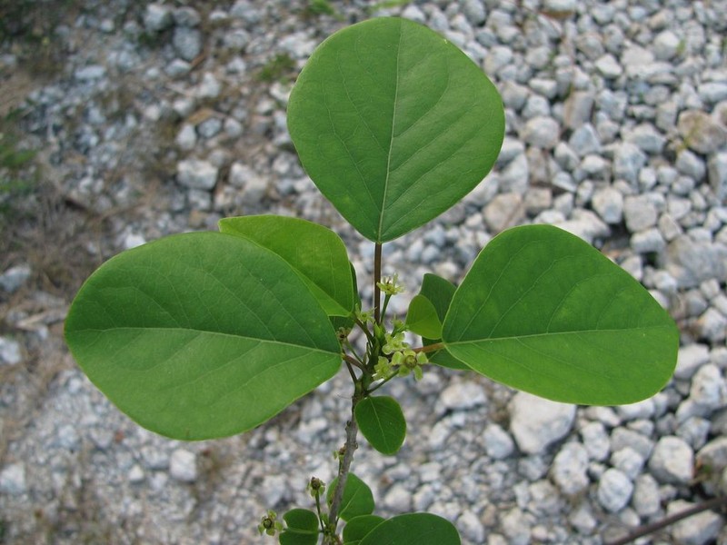 Astrocasia tremula photo 7
