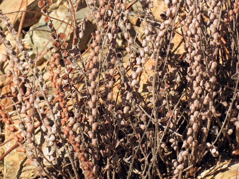 Cochise Scaly Cloakfern photo 3