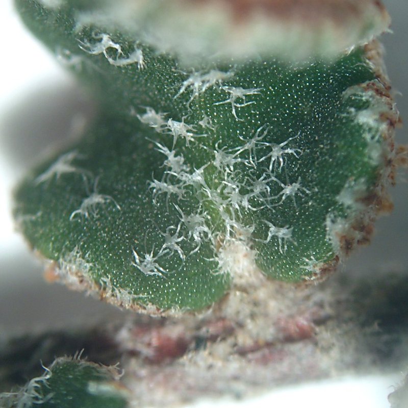 Cochise Scaly Cloakfern photo 4