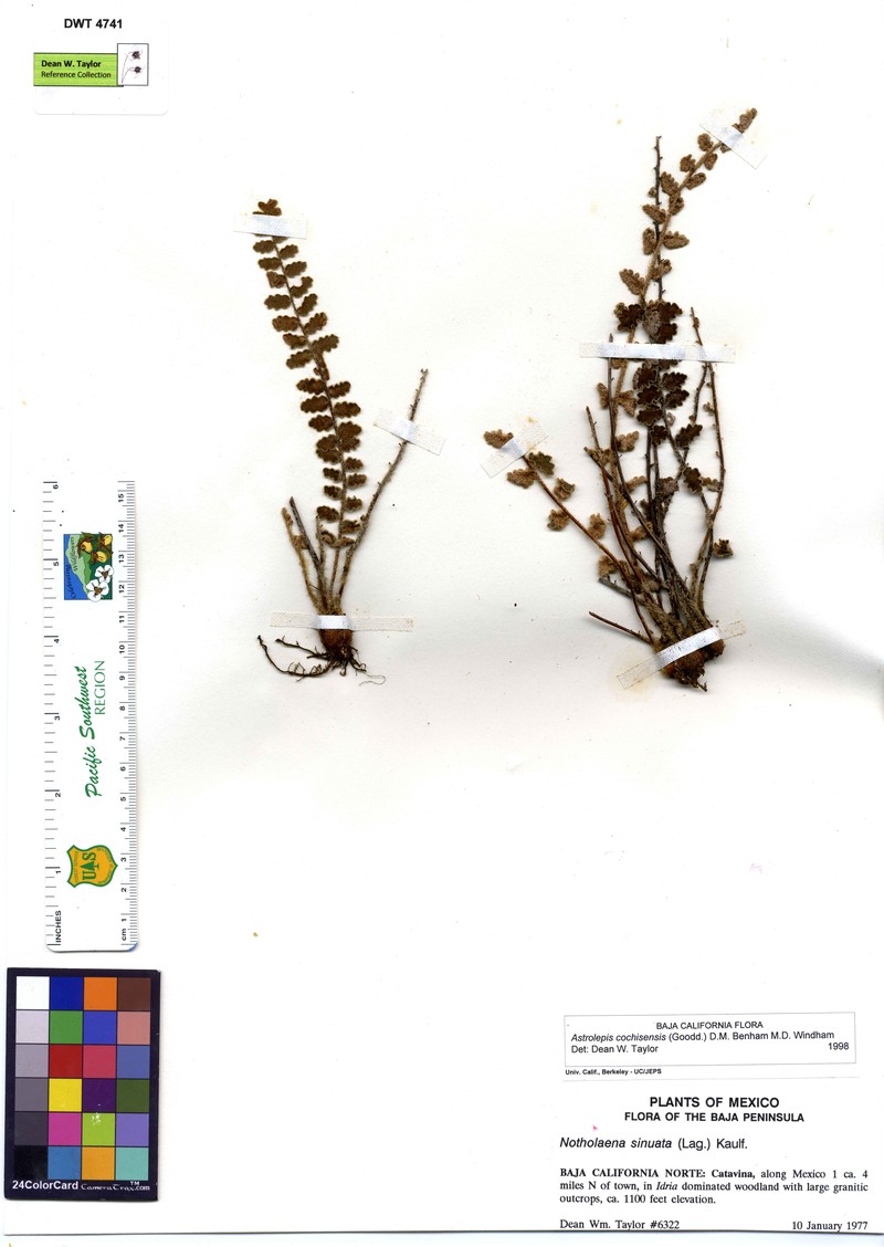 Cochise Scaly Cloakfern photo 2