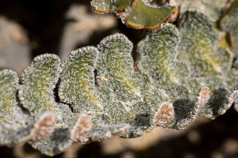 hybrid cloakfern photo 2