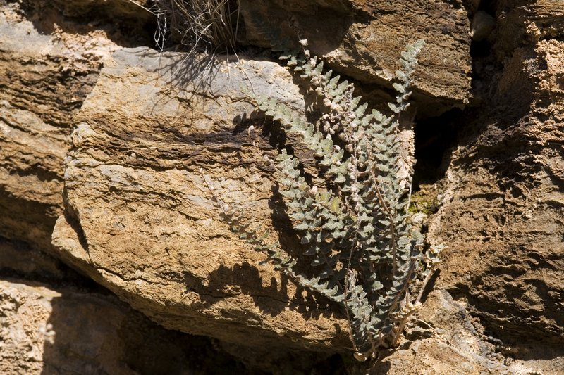 hybrid cloakfern photo 5