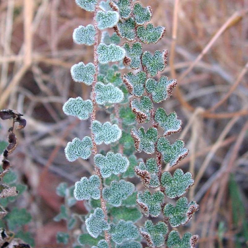 Wavy Scaly Cloakfern