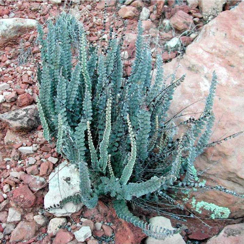 Wavy Scaly Cloakfern photo 2