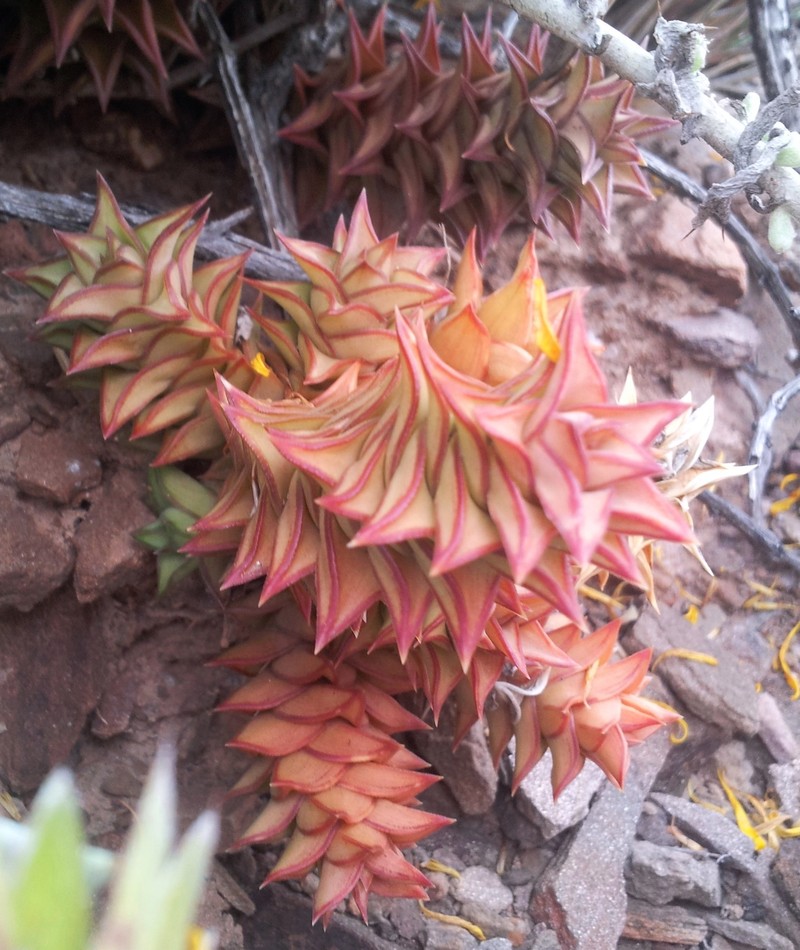 Astroloba spirella