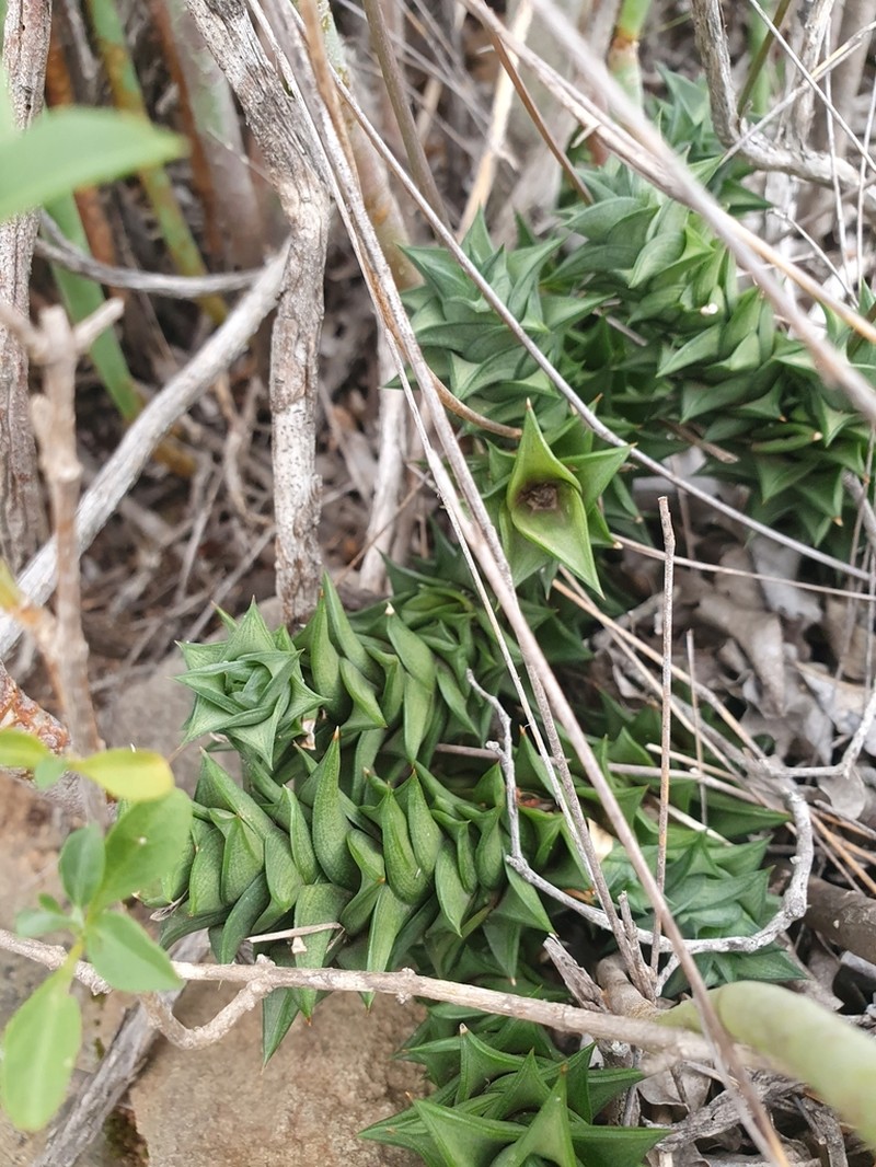 Astroloba spirella photo 3