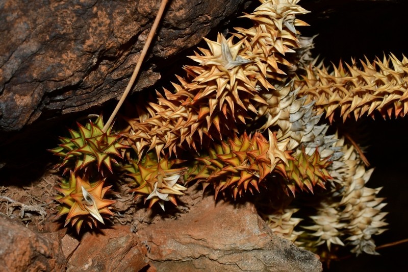 Astroloba spirella photo 4