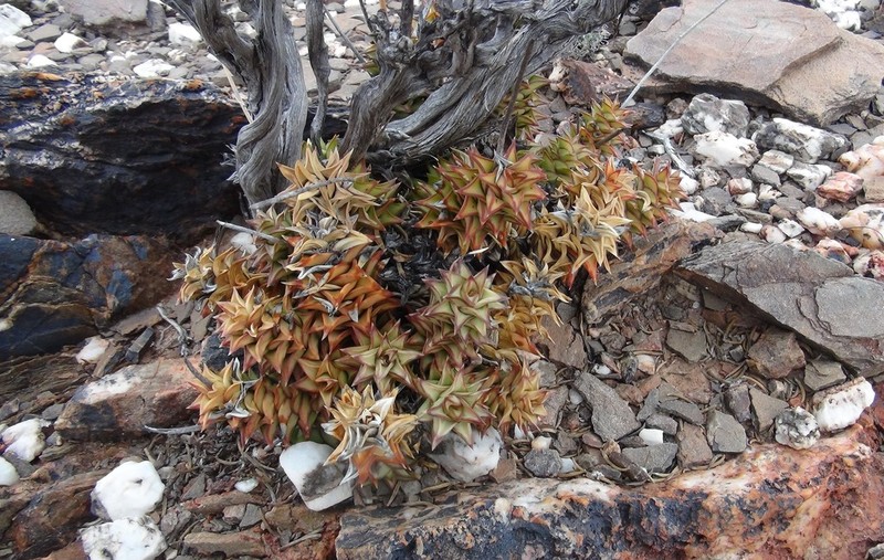 Astroloba spirella photo 5