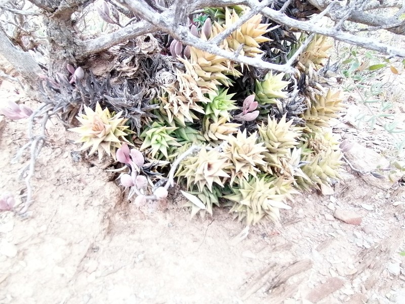 Astroloba spirella photo 6