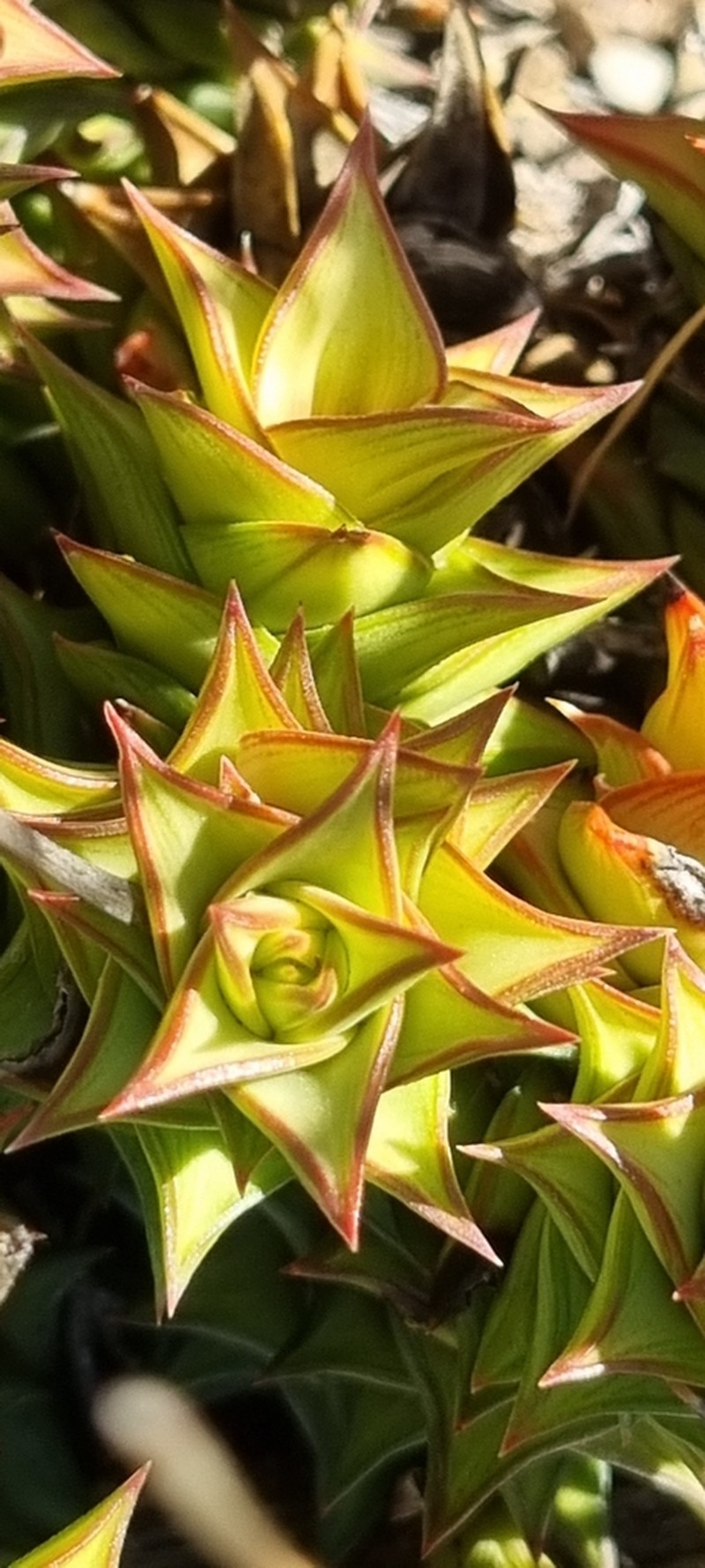 Astroloba spirella photo 7