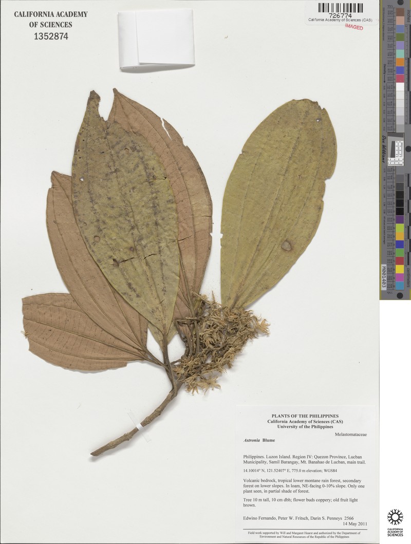Astronia acuminatissima var. acuminatissima