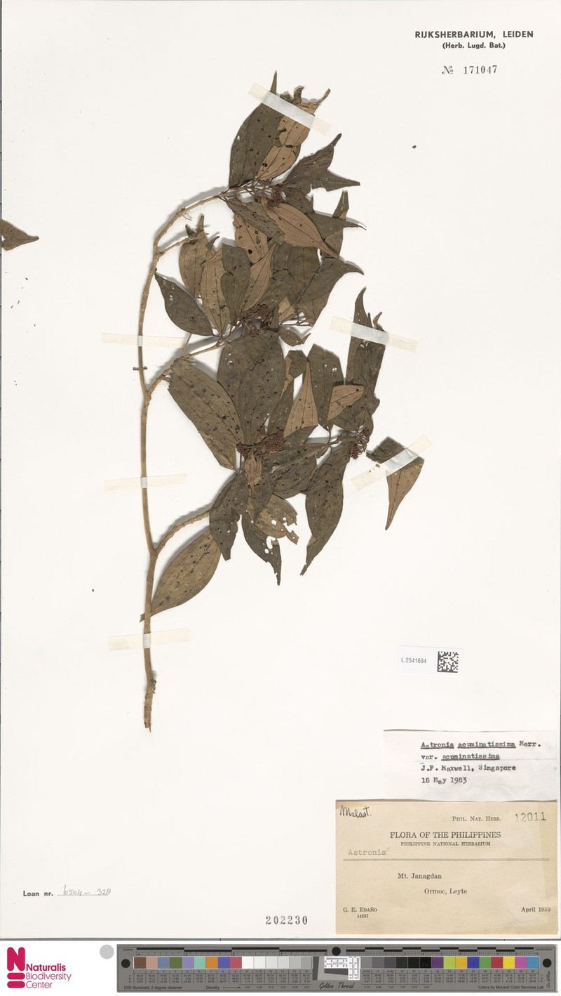 Astronia acuminatissima var. acuminatissima photo 2