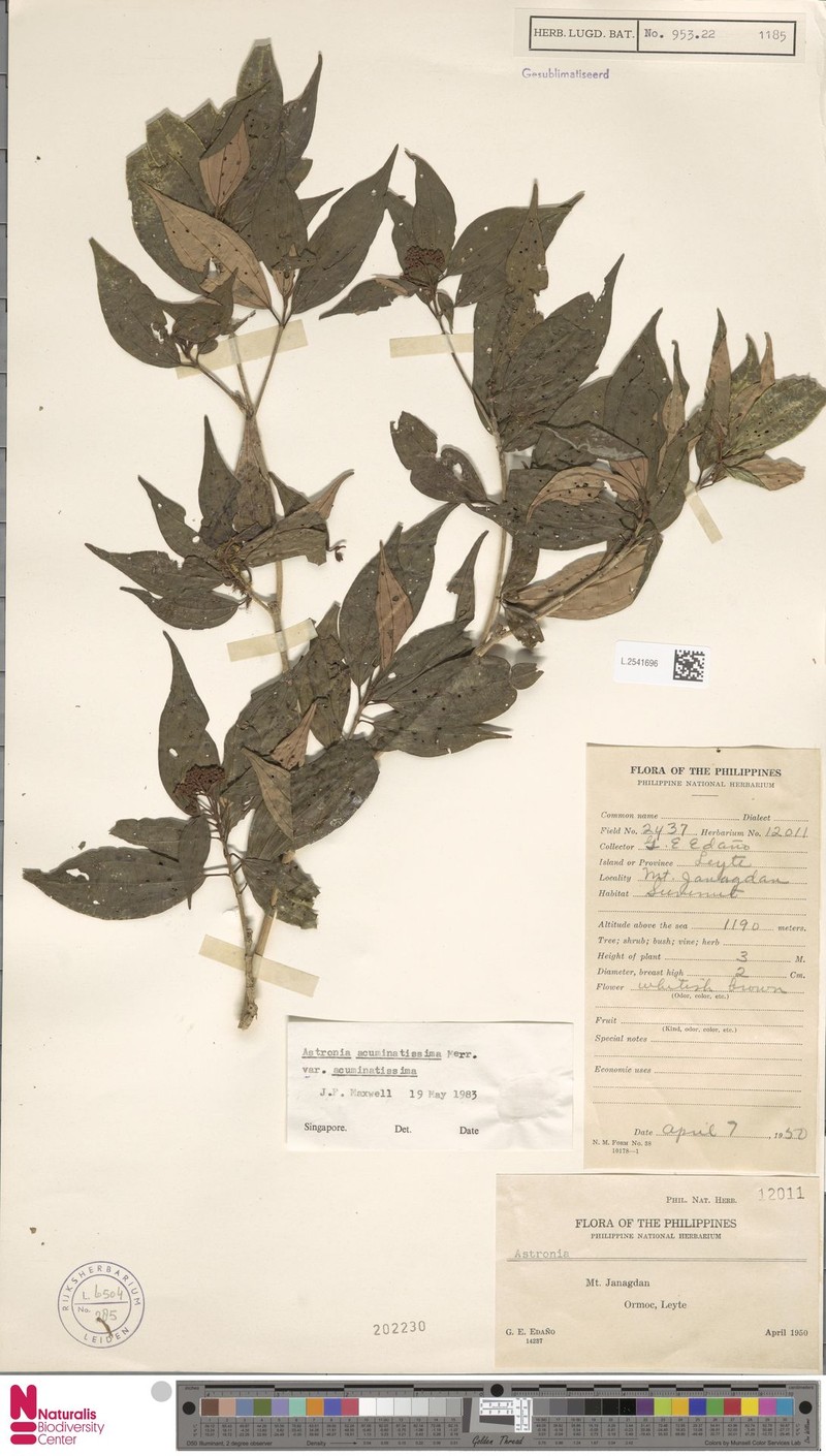 Astronia acuminatissima var. acuminatissima photo 3