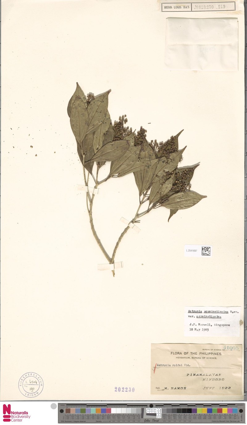 Astronia acuminatissima var. acuminatissima photo 4